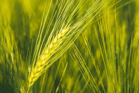 Green wheat on the field in spring. Selective focus, shallow DOF background. Stock-Fotos