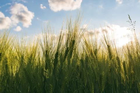 Green wheat on the field in spring. Selective focus, shallow DOF background. Stock Photos