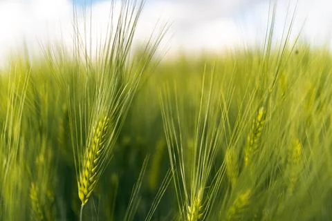 Green wheat on the field in spring. Selective focus, shallow DOF background. Stock Photos