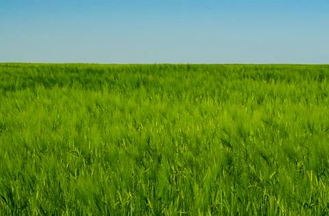 Green wheat field in spring in sunlight on blue sky background Stock Photos