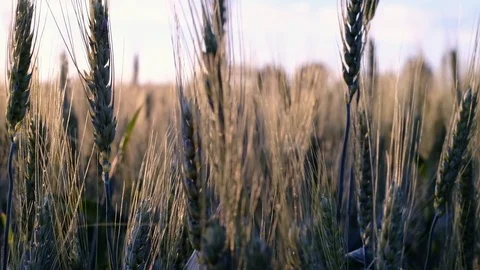 Green wheat field in spring time at sunset, Moldova Stock Footage 112874663
