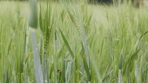 Green wheat field spring time Stock Footage 196993605