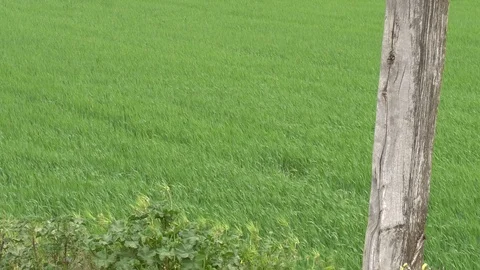 Green wheat field with stake in the foreground on a windy day Stock Footage 107332208