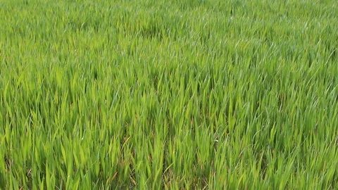 Green wheat field static HD 1080 Stock Footage 108099737
