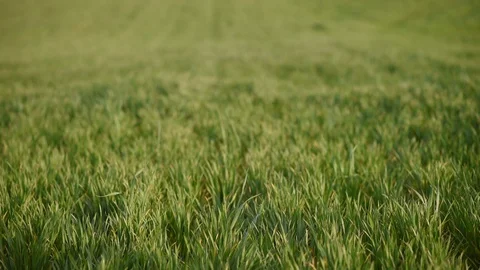 Green wheat field in summer Stock Footage 129082295