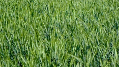 Green wheat field in summer time Stock Footage 155478942