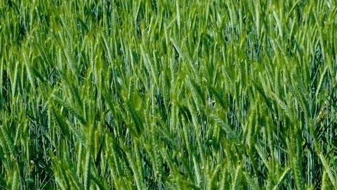 Green wheat field in summer time Stock Footage 155479196