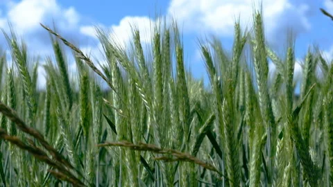 Green wheat field in summer time Stock Footage 155483769