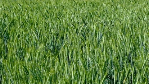 Green wheat field in summer time Video stock 155483796