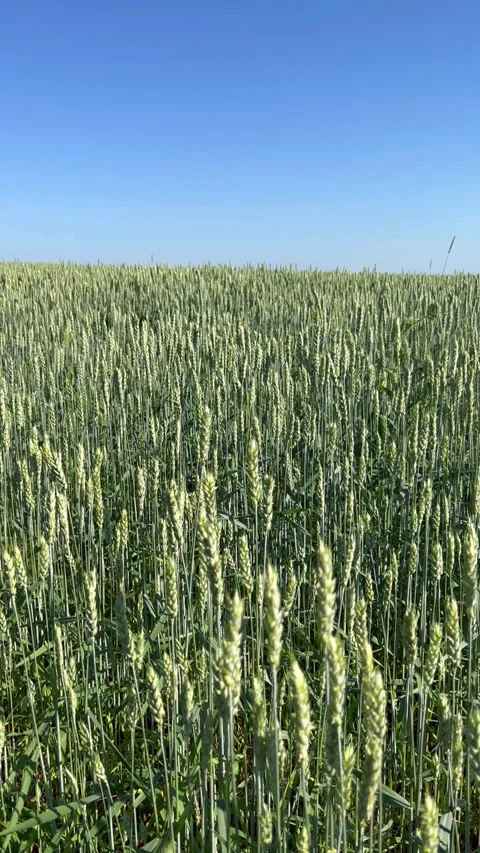 A green wheat field in summer. Tyumen region.  Stock Footage 274204404