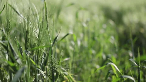 Green wheat field in the sun Stock Footage 143333864