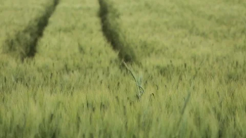 Green Wheat Field in a sunny spring day Stock Footage 111341675