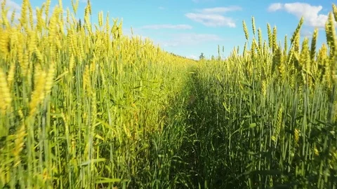 Green wheat field in sunny summer day. Slow motion pan shot Video stock 77427770