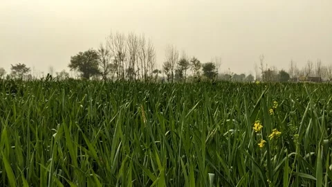Green Wheat Field at Sunset Animation Clip Video stock 331621129