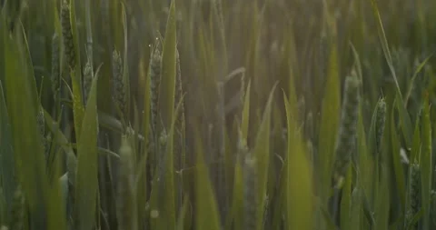 Green Wheat Field At Sunset Background. Walk Through Ears Of Cereals With Grains Stock Footage 139742138