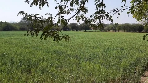Green Wheat Field Swaying Gently in Wind Under Tree Branches 스톡 동영상 334654719