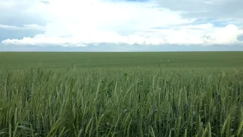 A green wheat field swaying in the wind under a blue sky Stock Footage 164324309