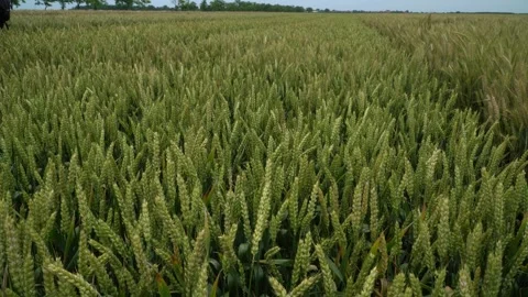 Green wheat field swaying in the wind. Stock Footage 244245481