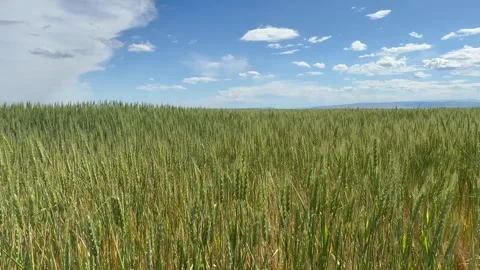 Green wheat field swaying in the wind Stock Footage 277485831