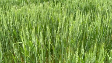 Green wheat field swaying in the wind Stock Footage 277485909