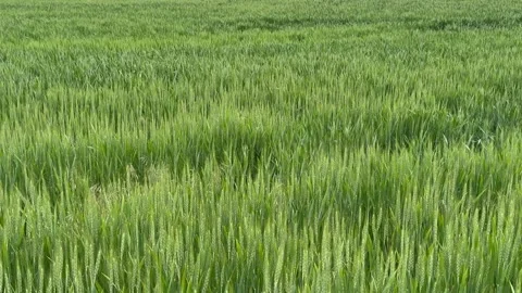 Green wheat field swaying in the wind Stock Footage 277485942
