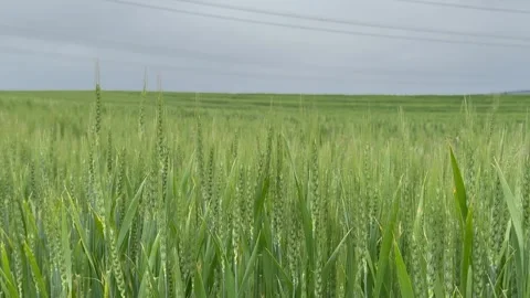 Green wheat field swaying in the wind Stock Footage 278447129