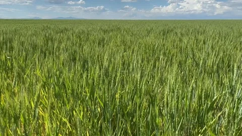 Green wheat field swaying in the wind Stock Footage 278447155