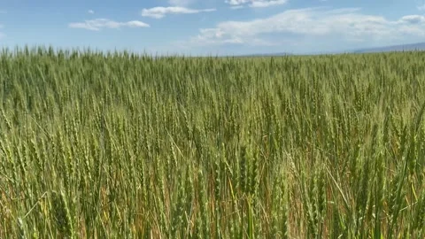 Green wheat field swaying in the wind Stock Footage 278639840