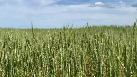 Green wheat field swaying in the wind Stock Footage 279122133