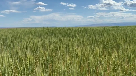 Green wheat field swaying in the wind Stock Footage 279613886
