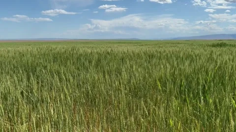 Green wheat field swaying in the wind Stock Footage 280457763