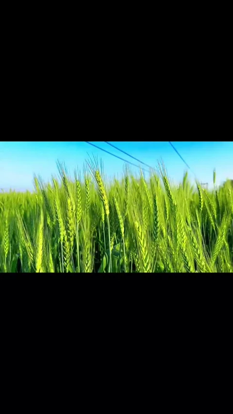 Green Wheat Field Swaying in the Wind under Blue Sky Vídeos de archivo 332170618