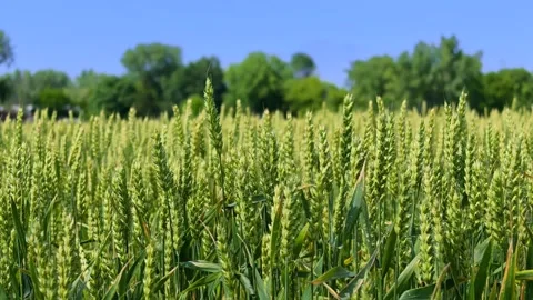 Green wheat field swaying in the wind Stock Footage 340486411
