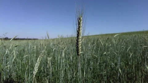 Green wheat field sways with the wind in a field of a farm 스톡 동영상 208893614