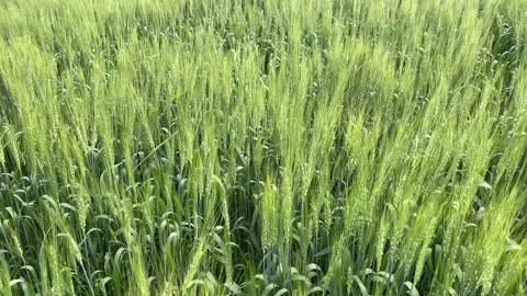 Green Wheat Field Texture with Dense Crop Growth in Rural Farmland Stock Footage 327857761
