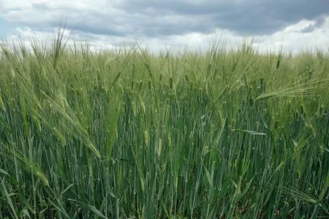 Green wheat field texture Stock Photos