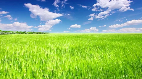 Green wheat field. timelapse. Stock Footage 51693981