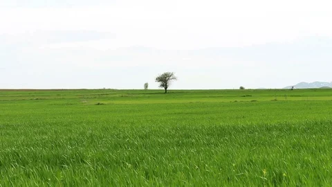Green wheat field a tree in the middle HD 1080 Stock Footage 108099582