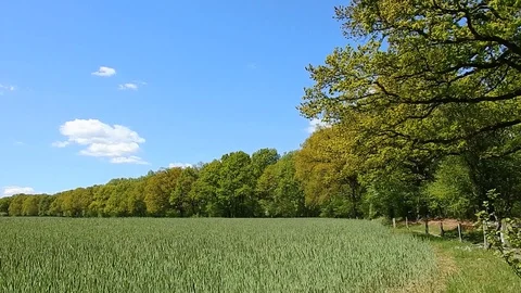 Green Wheat Field with Trees in Spring Stock Footage 128762273