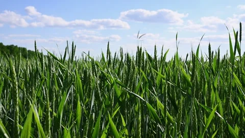 Green Wheat Field Under Blue Sky with Clouds. Triticum aestivum Growing Stock Footage 336011533