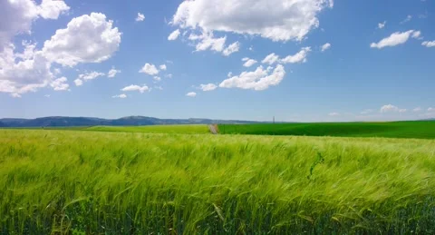 Green Wheat Field Under Blue Sky and Scattered Clouds Видео 339270187