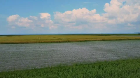 Green Wheat Field Under Cloudy Sky, Rural Landscape Stock Footage 315543951