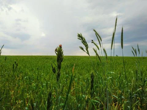 Green wheat field under dramatic stormy sky with insects on ears Stock Photos