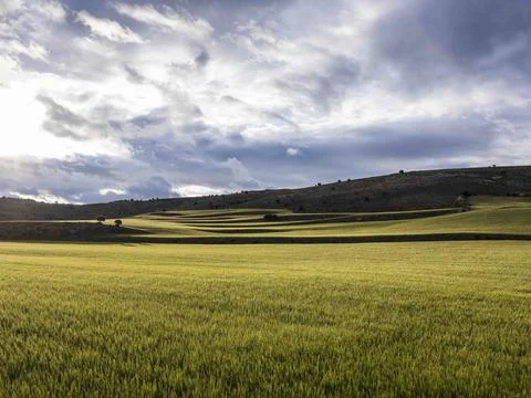 Green wheat field under dramatic cloudy sky Foto stock