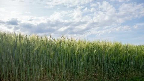 Green Wheat Field under Dramatic Cloudy Summer Sky Stock Photos