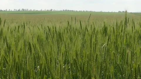 Green Wheat Field Under Grey Sky Stock-Footage 64691053