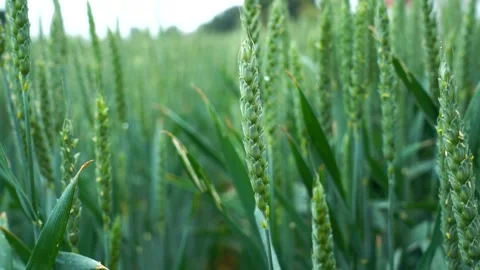 Green wheat field under light rain Stock Footage 231063800