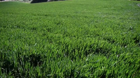 Green wheat field under sunlight in summer Stock Footage 112626655