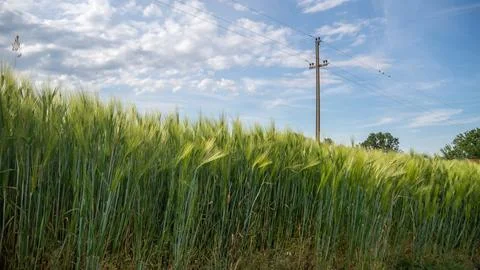 Green Wheat Field with Utility Pole under Blue Summer Sky Stock Photos