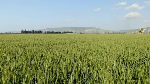 Green wheat field in a valley Stock Footage 127478180